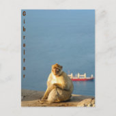 Gibraltar Barbary ape Briefkaart (Voorkant)
