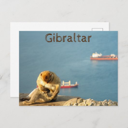 Gibraltar Barbary ape Briefkaart (Voorkant / Achterkant)