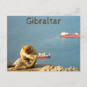Gibraltar Barbary ape Briefkaart
