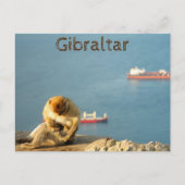Gibraltar Barbary ape Briefkaart (Voorkant)