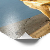 Gibraltar Barbary ape Foto Afdruk (Hoek)