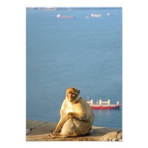 Gibraltar Barbary ape Foto Afdruk