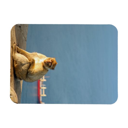 Gibraltar Barbary ape Magneet (Horizontaal)