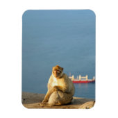 Gibraltar Barbary ape Magneet (Verticaal)
