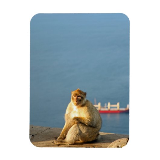 Gibraltar Barbary ape Magneet (Verticaal)