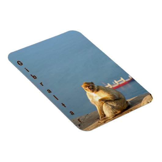 Gibraltar Barbary ape Magneet (Rechterzijde)