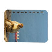 Gibraltar Barbary ape Magneet (Horizontaal)