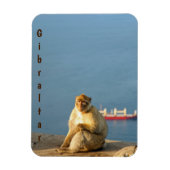 Gibraltar Barbary ape Magneet (Verticaal)