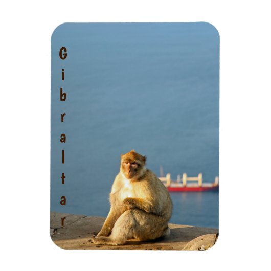 Gibraltar Barbary ape Magneet (Verticaal)