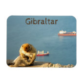 Gibraltar Barbary ape Magneet (Horizontaal)