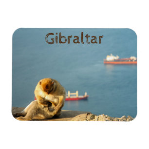 Gibraltar Barbary ape Magneet