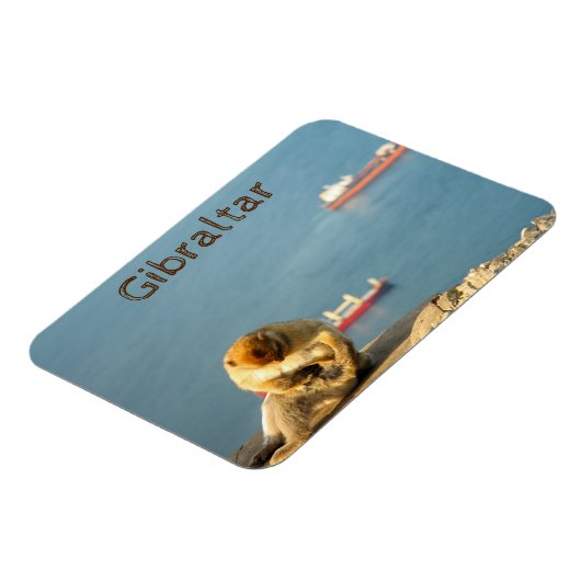 Gibraltar Barbary ape Magneet (Linkerzijde)