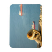 Gibraltar Barbary ape Magneet (Verticaal)