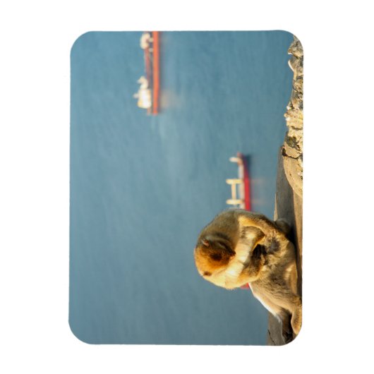 Gibraltar Barbary ape Magneet (Verticaal)