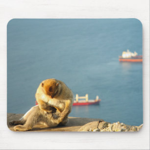 Gibraltar Barbary ape Muismat