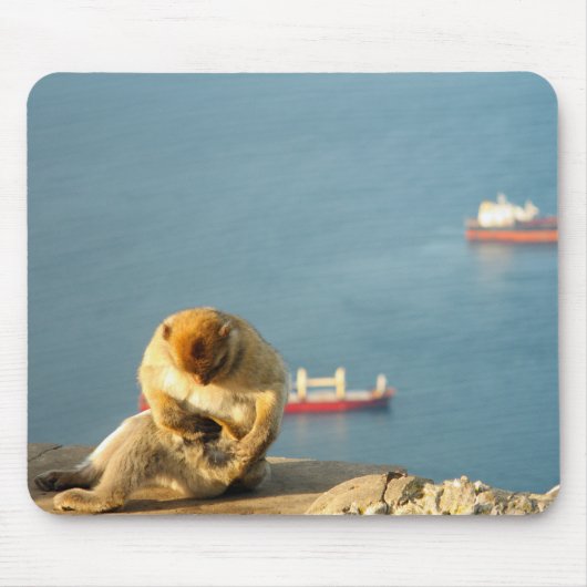 Gibraltar Barbary ape Muismat (Voorkant)