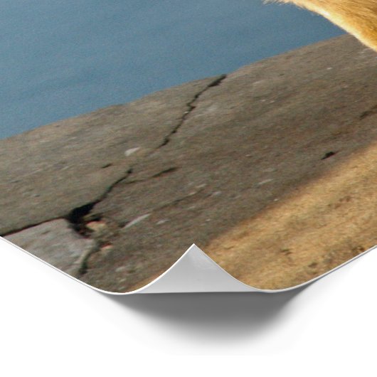 Gibraltar Barbary ape Poster (Hoek)