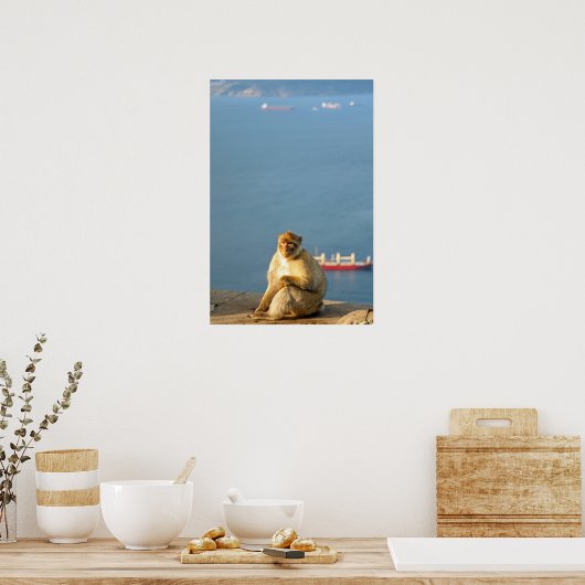 Gibraltar Barbary ape Poster (Keuken)