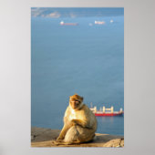 Gibraltar Barbary ape Poster (Voorkant)