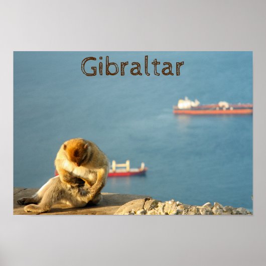 Gibraltar Barbary ape Poster (Voorkant)