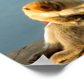 Gibraltar Barbary ape Poster (Hoek)