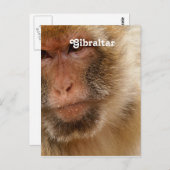 Gibraltar Barbary Macaques Briefkaart (Voorkant / Achterkant)