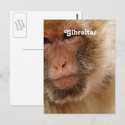 Gibraltar Barbary Macaques Briefkaart (Voorkant / Achterkant)