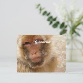 Gibraltar Barbary Macaques Briefkaart (Staand voorkant)