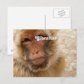 Gibraltar Barbary Macaques Briefkaart (Voorkant / Achterkant)