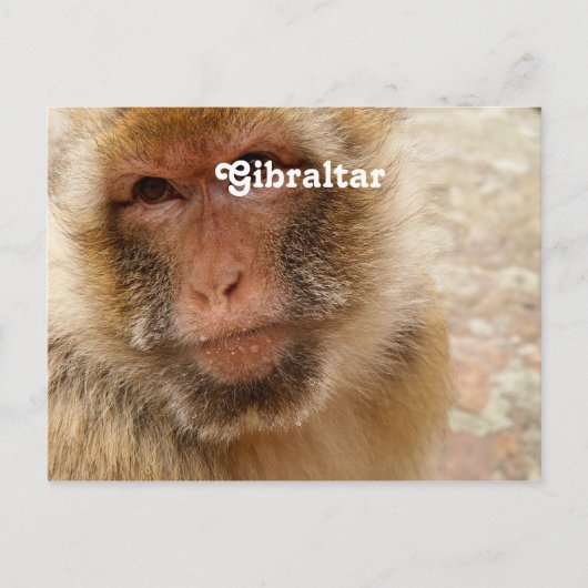 Gibraltar Barbary Macaques Briefkaart (Voorkant)