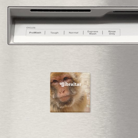 Gibraltar Barbary Macaques Magneet (Insitu (Vaatwasser))