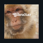 Gibraltar Barbary Macaques Magneet<br><div class="desc">Barbarijse makaken zijn het nationale dier van Gibraltar.</div>