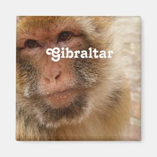 Gibraltar Barbary Macaques Magneet