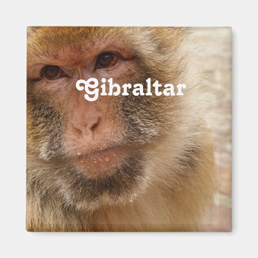 Gibraltar Barbary Macaques Magneet (Voorkant)