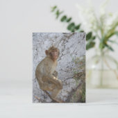 Gibraltar Monkey briefkaart, pas aan Briefkaart (Staand voorkant)