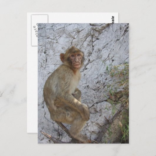 Gibraltar Monkey briefkaart, pas aan Briefkaart (Voorkant / Achterkant)