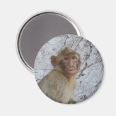 Gibraltar Monkey magnet (Voorkant / Achterkant)