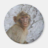 Gibraltar Monkey magnet (Voorkant)