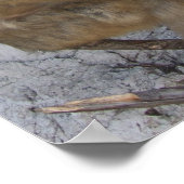 Gibraltar Monkey poster (Hoek)