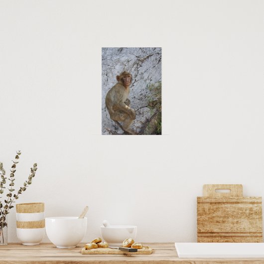 Gibraltar Monkey poster (Keuken)