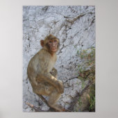 Gibraltar Monkey poster (Voorkant)