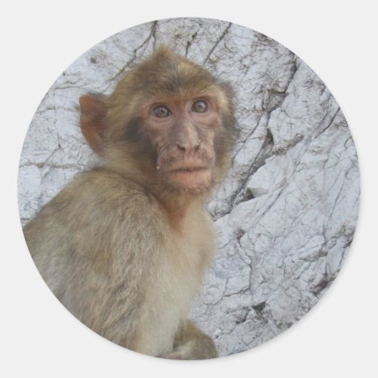 Gibraltar Monkey stickers (Voorkant)