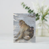 Gibraltar Monkeys briefkaart, pas aan Briefkaart (Staand voorkant)