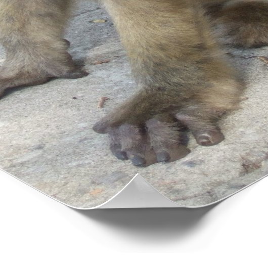 Gibraltar Monkeys poster (Hoek)