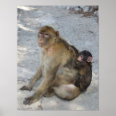 Gibraltar Monkeys poster (Voorkant)
