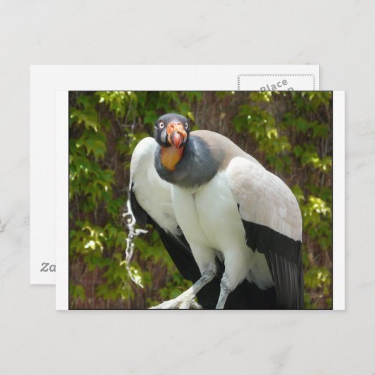 gier briefkaart (Voorkant / Achterkant)