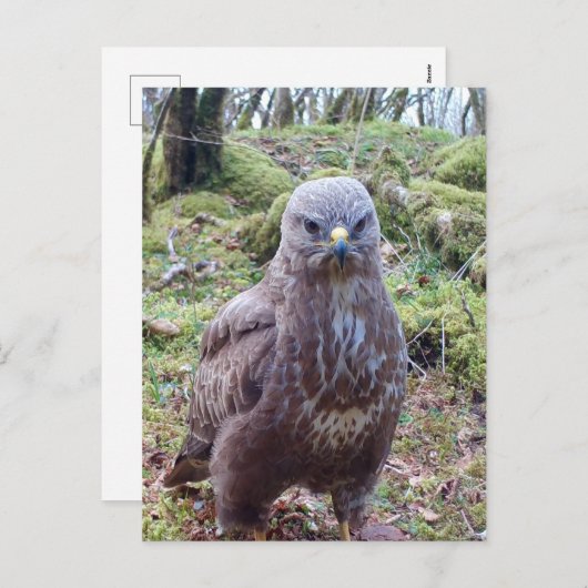 Gier met Houding  Feestdagenkaart (Voorkant / Achterkant)