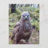 Gier met Houding  Feestdagenkaart (Voorkant)