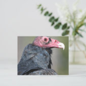 Gier Roofvogel Rood Gezicht Briefkaart (Staand voorkant)
