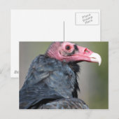 Gier Roofvogel Rood Gezicht Briefkaart (Voorkant / Achterkant)